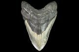 Fossil Megalodon Tooth - + Foot Prehistoric Shark #109554-1